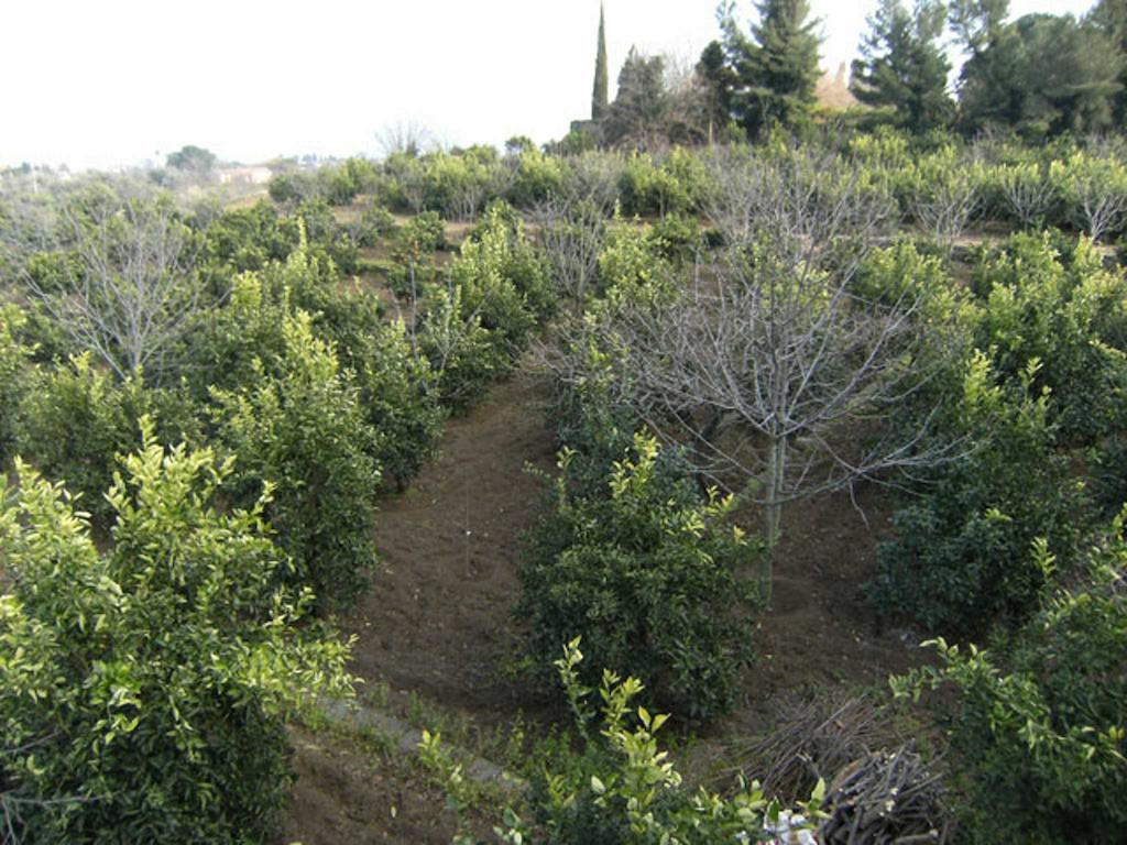 Baglio Delle Rose Bed & Breakfast Giarre Exterior photo